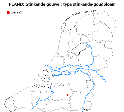 stinkende-goudbloem